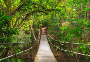 Bridge to the jungle,Khao Yai national park,Thailand